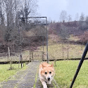 Bambino the corgi walking outside after arriving in Germany