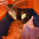Two cats resting together in their travel carrier before their move to Italy